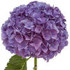 Hydrangeas